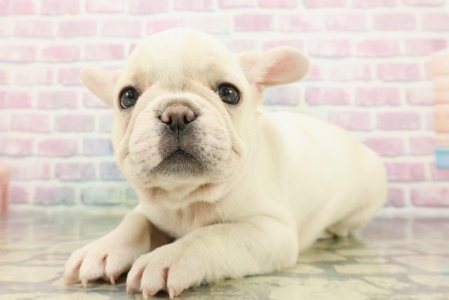 北海道のフレンチブルドッグ (Coo&RIKU函館店/2025年12月5日生まれ/男の子/ホワイトクリーム)の子犬の2枚目の画像