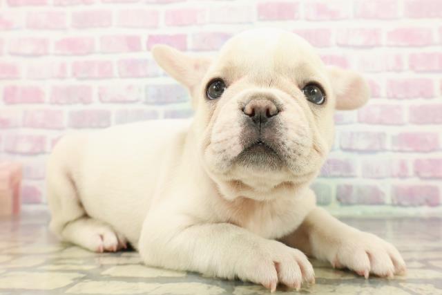 北海道のフレンチブルドッグ (Coo&RIKU函館店/2025年12月5日生まれ/男の子/ホワイトクリーム)の子犬の3枚目の画像