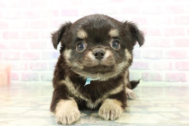 チワワ（ロングコート）