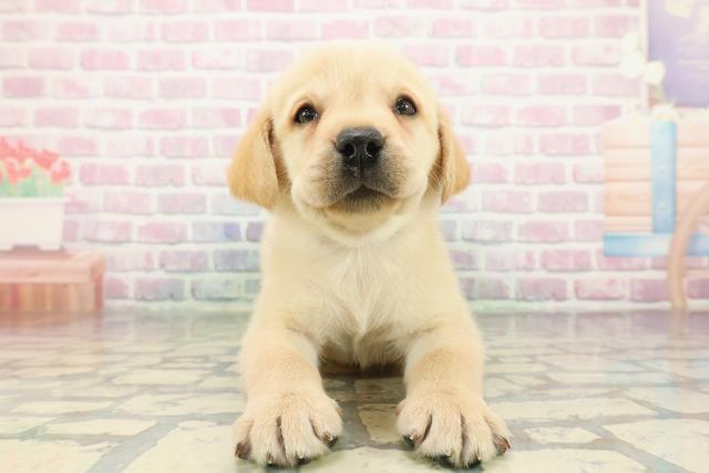 東京都のラブラドールレトリーバー (Coo&RIKU八王子西店/2025年12月8日生まれ/男の子/イエロー)の子犬