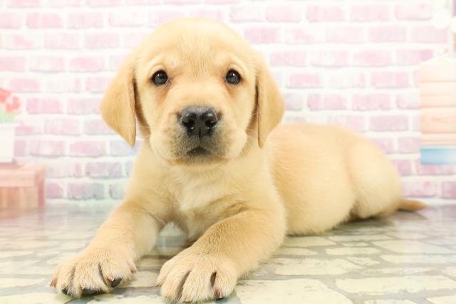 新潟県のラブラドールレトリーバー (Coo&RIKUイオンモール新発田店/2025年12月8日生まれ/男の子/イエロー)の子犬の2枚目の画像