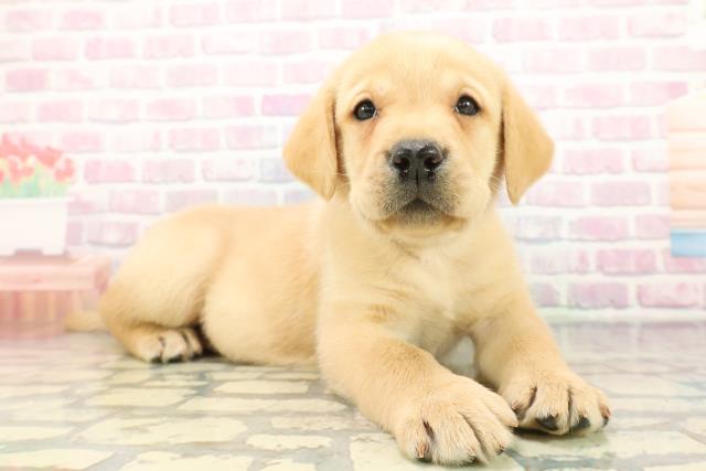 新潟県のラブラドールレトリーバー (Coo&RIKUイオンモール新発田店/2025年12月8日生まれ/男の子/イエロー)の子犬の3枚目の画像