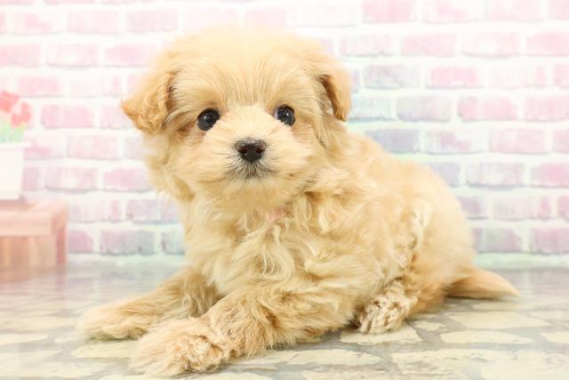 神奈川県のポメプー(ポメラニアン×プードル) (Coo&RIKU小田原店/2025年12月7日生まれ/女の子/アプリコット)の子犬の2枚目の画像