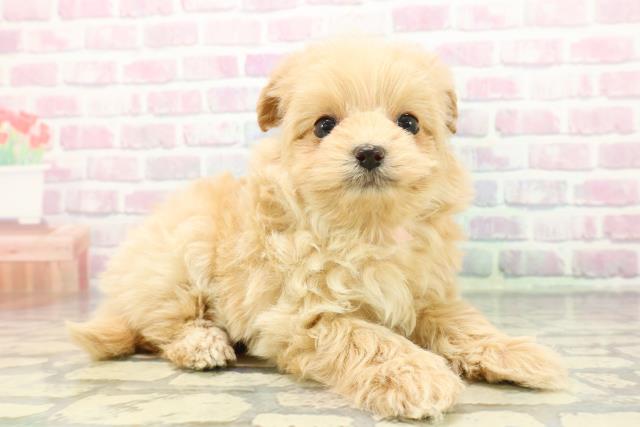 神奈川県のポメプー(ポメラニアン×プードル) (Coo&RIKU小田原店/2025年12月7日生まれ/女の子/アプリコット)の子犬の3枚目の画像