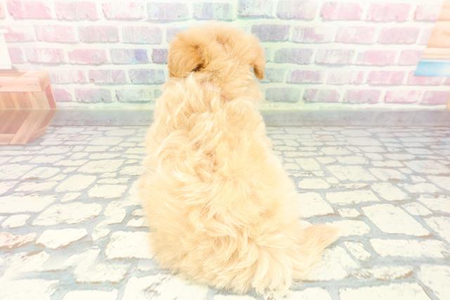 神奈川県のポメプー(ポメラニアン×プードル) (Coo&RIKU小田原店/2025年12月7日生まれ/女の子/アプリコット)の子犬の4枚目の画像