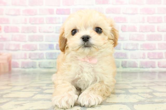 神奈川県のマルプー(マルチーズ×プードル) (Coo&RIKU相模原店/2025年12月7日生まれ/女の子/アプリコット)の子犬の1枚目の画像