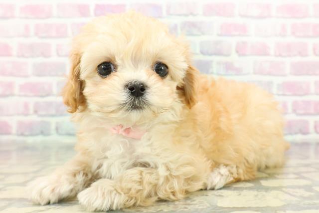 神奈川県のマルプー(マルチーズ×プードル) (Coo&RIKU相模原店/2025年12月7日生まれ/女の子/アプリコット)の子犬の2枚目の画像