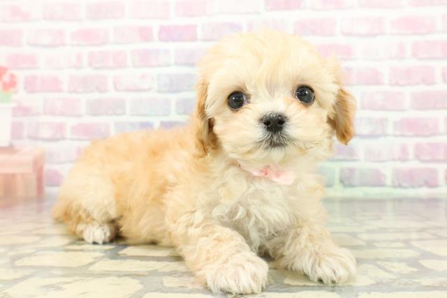 神奈川県のマルプー(マルチーズ×プードル) (Coo&RIKU相模原店/2025年12月7日生まれ/女の子/アプリコット)の子犬の3枚目の画像