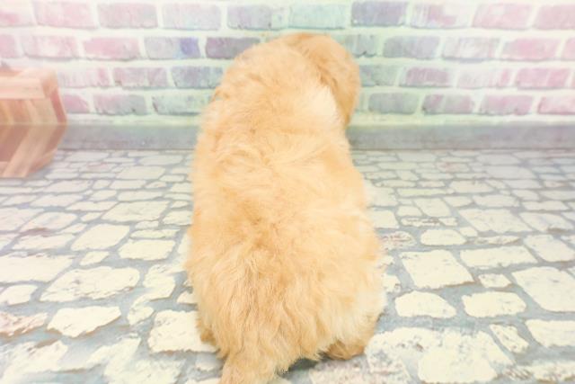 神奈川県のマルプー(マルチーズ×プードル) (Coo&RIKU相模原店/2025年12月7日生まれ/女の子/アプリコット)の子犬の4枚目の画像