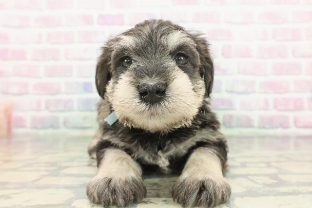 東京都のミニチュアシュナウザー (Coo&RIKU八王子西店/2025年12月8日生まれ/男の子/ソルトペッパー)の子犬