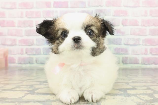 青森県のチワワ(ロング) (Coo&RIKU青森店/2025年12月7日生まれ/女の子/ホワイトレッド)の子犬