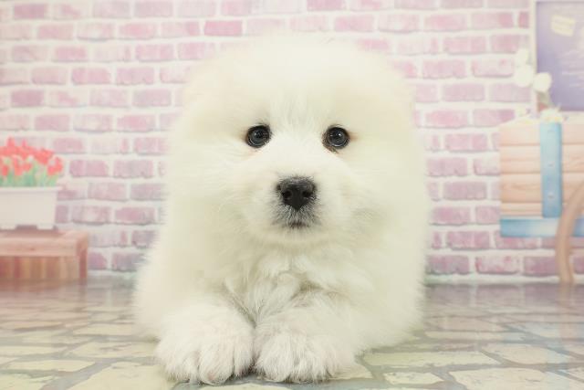 東京都のサモエド (Coo&RIKU東久留米店/2025年12月7日生まれ/女の子/ホワイト)の子犬