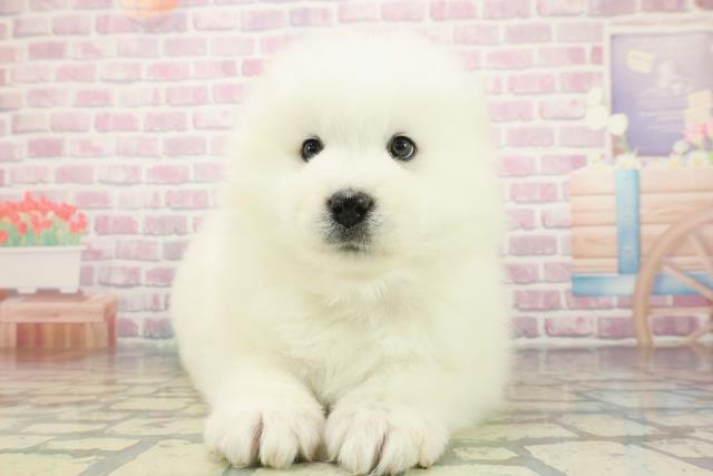 神奈川県のサモエド (Coo&RIKU藤沢店/2025年12月7日生まれ/女の子/ホワイト)の子犬の1枚目の画像