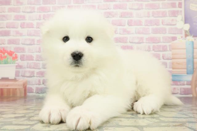 神奈川県のサモエド (Coo&RIKU藤沢店/2025年12月7日生まれ/女の子/ホワイト)の子犬の2枚目の画像