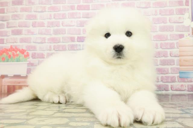 神奈川県のサモエド (Coo&RIKU藤沢店/2025年12月7日生まれ/女の子/ホワイト)の子犬の3枚目の画像