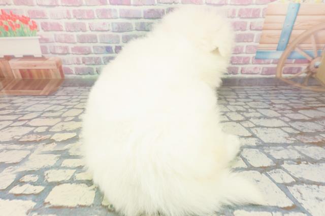 神奈川県のサモエド (Coo&RIKU藤沢店/2025年12月7日生まれ/女の子/ホワイト)の子犬の4枚目の画像