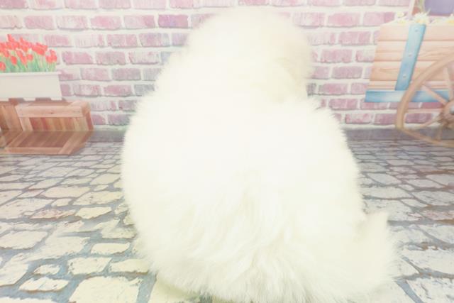 神奈川県のサモエド (Coo&RIKU相模原店/2025年12月7日生まれ/男の子/ホワイト)の子犬の4枚目の画像