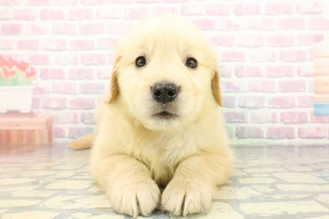 神奈川県のゴールデンレトリバー (Coo&RIKU長津田店/2025年12月8日生まれ/男の子/ゴールデン)の子犬の1枚目の画像