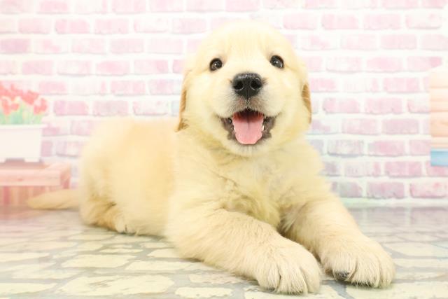 神奈川県のゴールデンレトリバー (Coo&RIKU長津田店/2025年12月8日生まれ/男の子/ゴールデン)の子犬の3枚目の画像