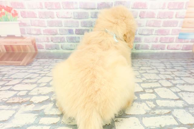 神奈川県のゴールデンレトリバー (Coo&RIKU長津田店/2025年12月8日生まれ/男の子/ゴールデン)の子犬の4枚目の画像