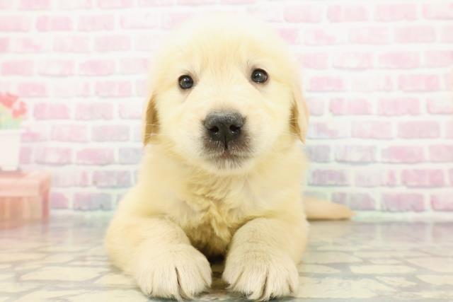 埼玉県のゴールデンレトリバー (Coo&RIKU春日部店/2025年12月8日生まれ/女の子/ゴールデン)の子犬の1枚目の画像