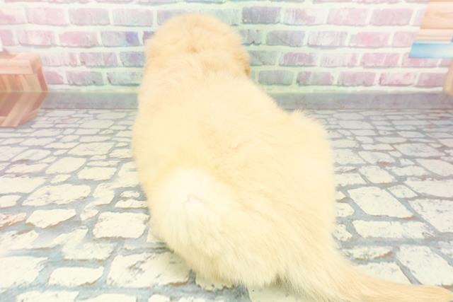 埼玉県のゴールデンレトリバー (Coo&RIKU春日部店/2025年12月8日生まれ/女の子/ゴールデン)の子犬の4枚目の画像