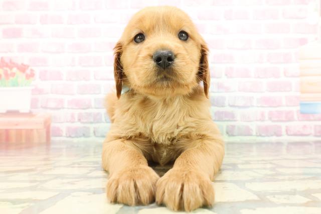 東京都のハーフ犬・ミックス犬 (Coo&RIKU八王子西店/2025年12月7日生まれ/男の子/マホガニーレッド)の子犬の1枚目の画像