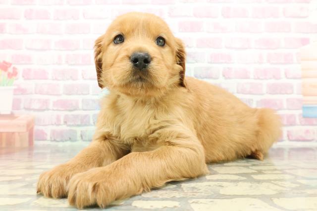 東京都のハーフ犬・ミックス犬 (Coo&RIKU八王子西店/2025年12月7日生まれ/男の子/マホガニーレッド)の子犬の2枚目の画像