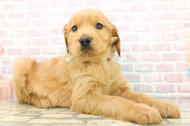 東京都のハーフ犬・ミックス犬 (Coo&RIKU八王子西店/2025年12月7日生まれ/男の子/マホガニーレッド)の子犬の3枚目の画像