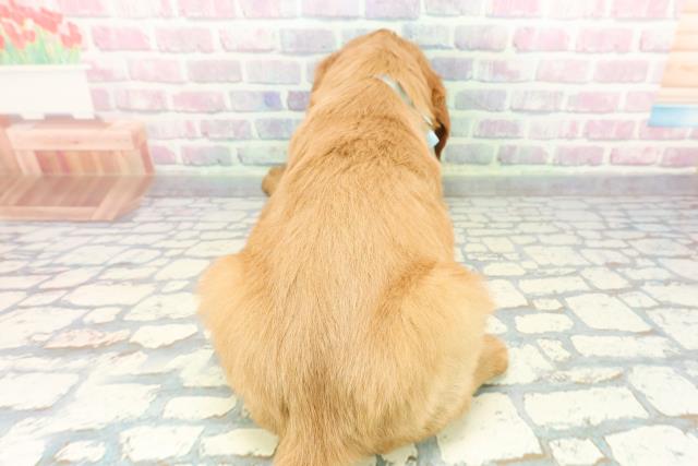 東京都のハーフ犬・ミックス犬 (Coo&RIKU八王子西店/2025年12月7日生まれ/男の子/マホガニーレッド)の子犬の4枚目の画像