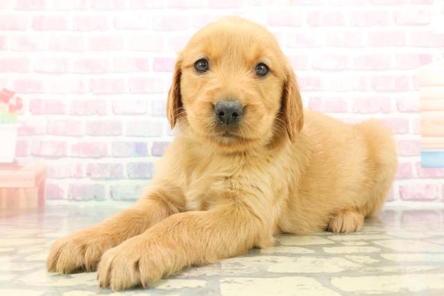 神奈川県のハーフ犬・ミックス犬 (Coo&RIKU相模原店/2025年12月7日生まれ/女の子/マホガニーレッド)の子犬の2枚目の画像