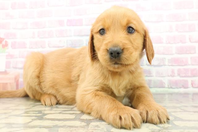 神奈川県のハーフ犬・ミックス犬 (Coo&RIKU相模原店/2025年12月7日生まれ/女の子/マホガニーレッド)の子犬の3枚目の画像