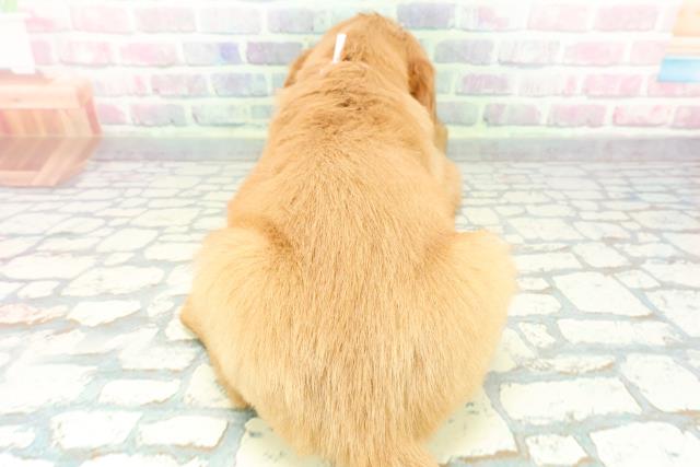 神奈川県のハーフ犬・ミックス犬 (Coo&RIKU相模原店/2025年12月7日生まれ/女の子/マホガニーレッド)の子犬の4枚目の画像