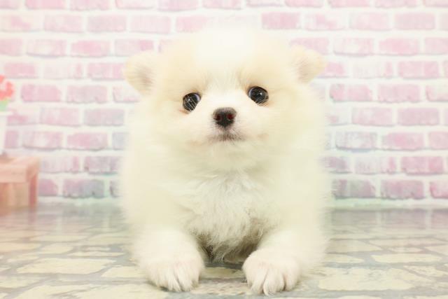 神奈川県のポメチワ/チワポメ/ポメチー(ポメラニアン×チワワ) (Coo&RIKU長津田店/2025年12月7日生まれ/男の子/ホワイトクリーム)の子犬の1枚目の画像