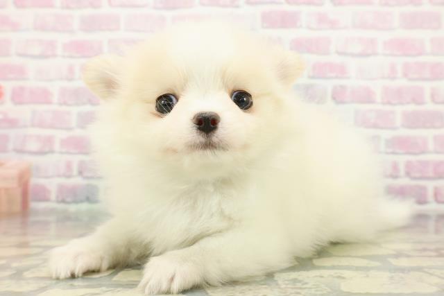 神奈川県のポメチワ/チワポメ/ポメチー(ポメラニアン×チワワ) (Coo&RIKU長津田店/2025年12月7日生まれ/男の子/ホワイトクリーム)の子犬の2枚目の画像