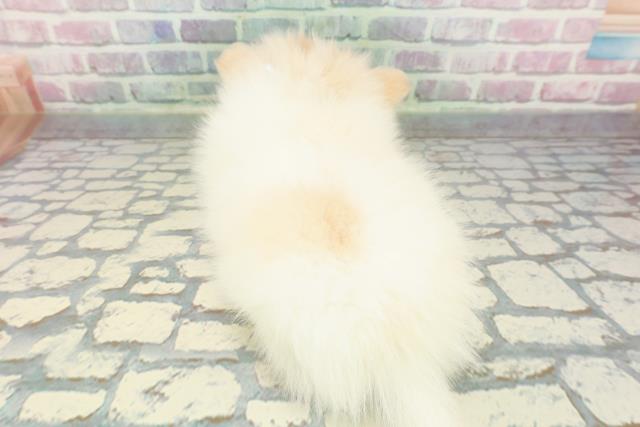 神奈川県のポメチワ/チワポメ/ポメチー(ポメラニアン×チワワ) (Coo&RIKU長津田店/2025年12月7日生まれ/男の子/ホワイトクリーム)の子犬の4枚目の画像