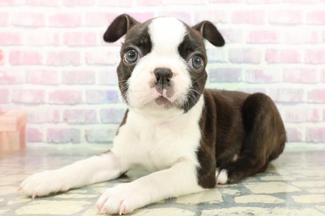 神奈川県のボストンテリア (Coo&RIKU相模原店/2025年12月5日生まれ/男の子/ボストンカラー)の子犬の2枚目の画像