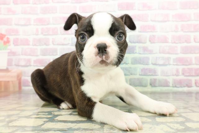 神奈川県のボストンテリア (Coo&RIKU相模原店/2025年12月5日生まれ/男の子/ボストンカラー)の子犬の3枚目の画像