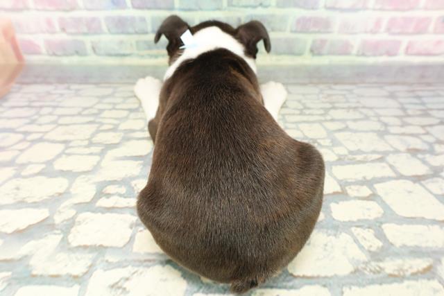 神奈川県のボストンテリア (Coo&RIKU相模原店/2025年12月5日生まれ/男の子/ボストンカラー)の子犬の4枚目の画像