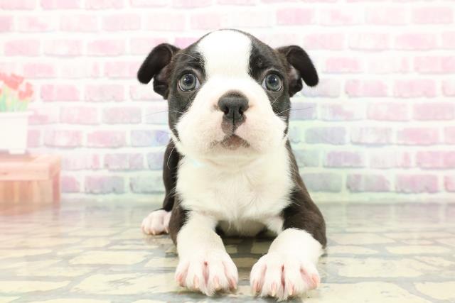 埼玉県のボストンテリア (Coo&RIKU草加バイパス店/2025年12月5日生まれ/男の子/ボストンカラー)の子犬の1枚目の画像