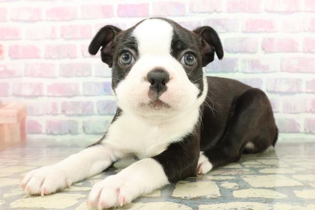 埼玉県のボストンテリア (Coo&RIKU草加バイパス店/2025年12月5日生まれ/男の子/ボストンカラー)の子犬の2枚目の画像