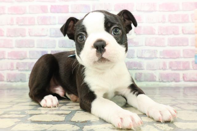 埼玉県のボストンテリア (Coo&RIKU草加バイパス店/2025年12月5日生まれ/男の子/ボストンカラー)の子犬の3枚目の画像