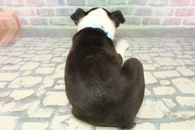 埼玉県のボストンテリア (Coo&RIKU草加バイパス店/2025年12月5日生まれ/男の子/ボストンカラー)の子犬の4枚目の画像