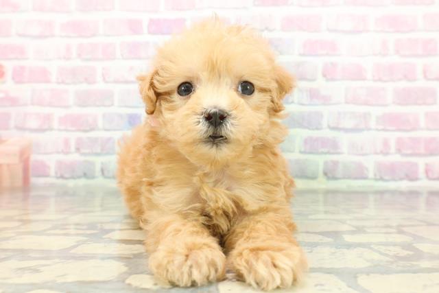 神奈川県のマルプー(マルチーズ×プードル) (Coo&RIKU長津田店/2025年12月6日生まれ/女の子/アプリコット)の子犬の1枚目の画像