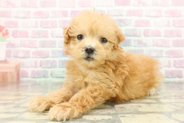 神奈川県のマルプー(マルチーズ×プードル) (Coo&RIKU長津田店/2025年12月6日生まれ/女の子/アプリコット)の子犬の2枚目の画像