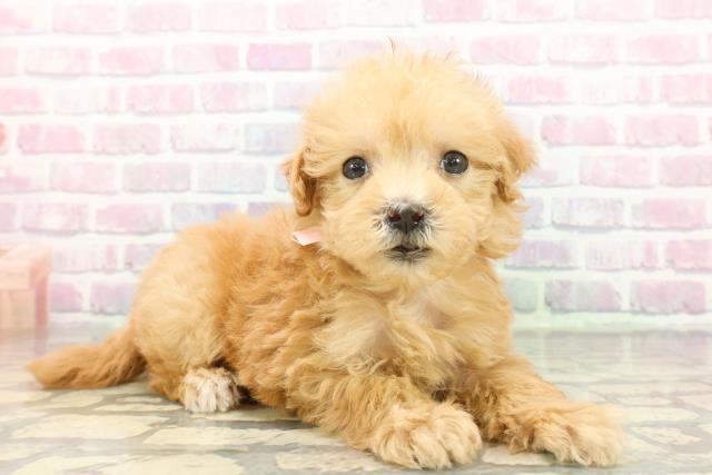 神奈川県のマルプー(マルチーズ×プードル) (Coo&RIKU長津田店/2025年12月6日生まれ/女の子/アプリコット)の子犬の3枚目の画像