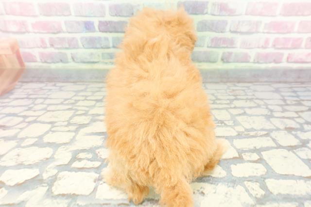 神奈川県のマルプー(マルチーズ×プードル) (Coo&RIKU長津田店/2025年12月6日生まれ/女の子/アプリコット)の子犬の4枚目の画像