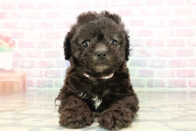 埼玉県のマルプー(マルチーズ×プードル) (Coo&RIKU川越店/2025年12月7日生まれ/女の子/シルバー)の子犬の1枚目の画像