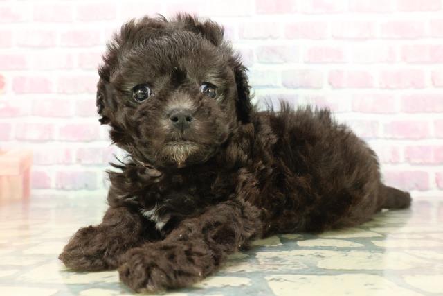 埼玉県のマルプー(マルチーズ×プードル) (Coo&RIKU川越店/2025年12月7日生まれ/女の子/シルバー)の子犬の2枚目の画像