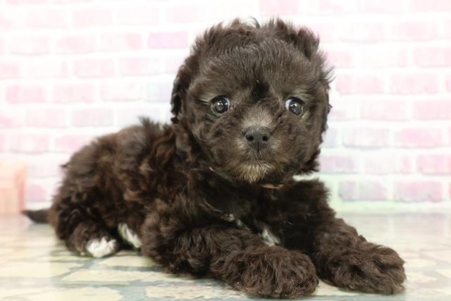 埼玉県のマルプー(マルチーズ×プードル) (Coo&RIKU川越店/2025年12月7日生まれ/女の子/シルバー)の子犬の3枚目の画像